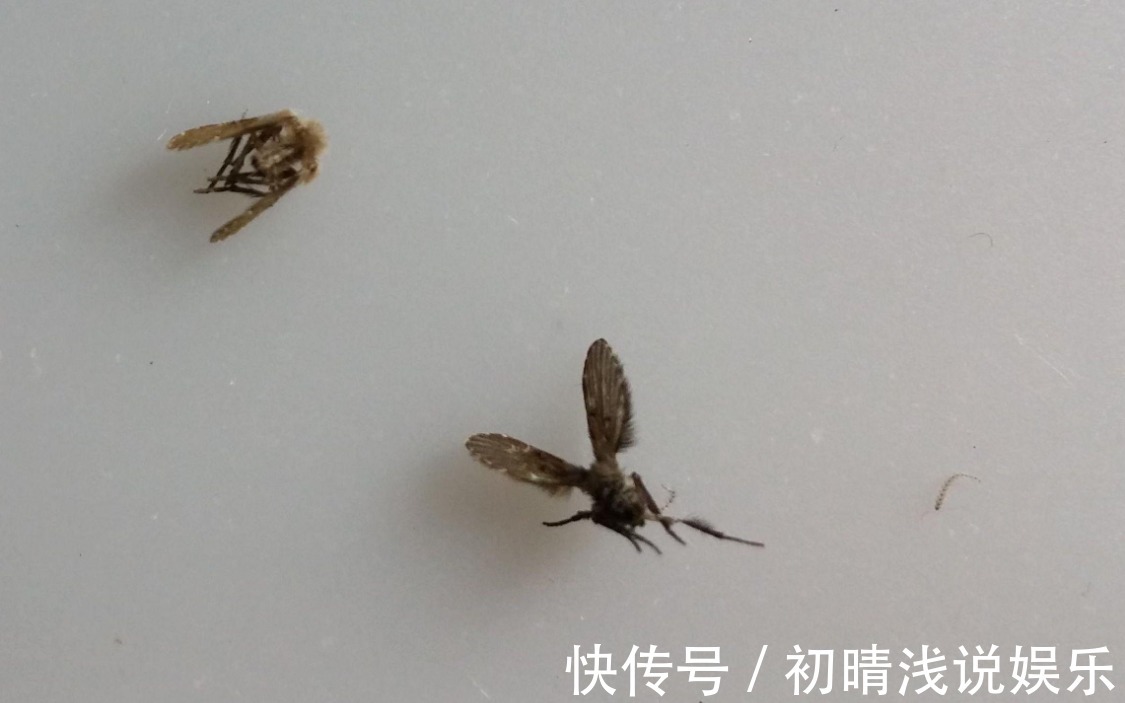 卫生间潮湿,会有很多小飞虫,大家有什么妙招可以解决?