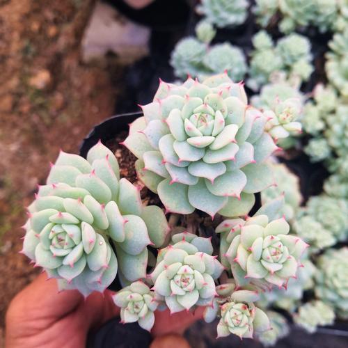 6种多肉，夏天“娇滴滴”，浇水抖抖手，空盆一大半