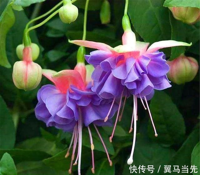 别养长寿花君子兰了，室内养花就选它，四季开花，过年挂满红灯笼