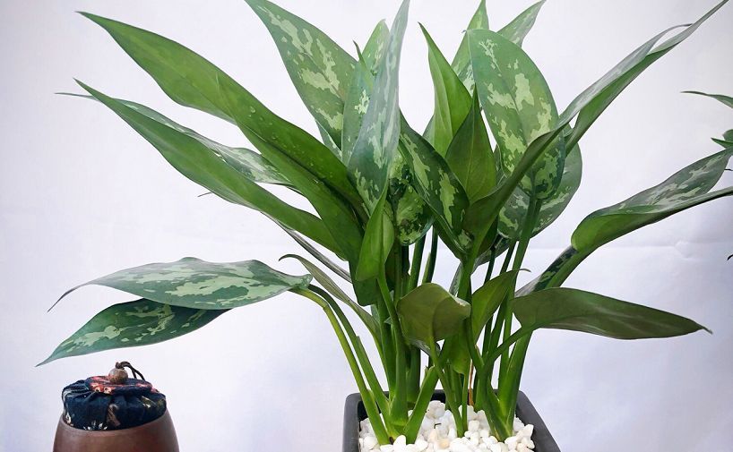 客厅养花有讲究：这3类植物再“喜欢”也别养，对家人不利