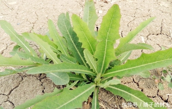 生病|五月份多吃这3样野菜的人，清热燥湿，降压护心脏，想生病都难！
