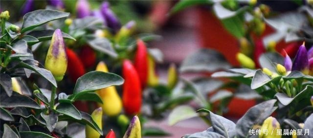 比花更美的辣椒,必须种一盆,色彩斑斓的辣椒,喜庆又美味