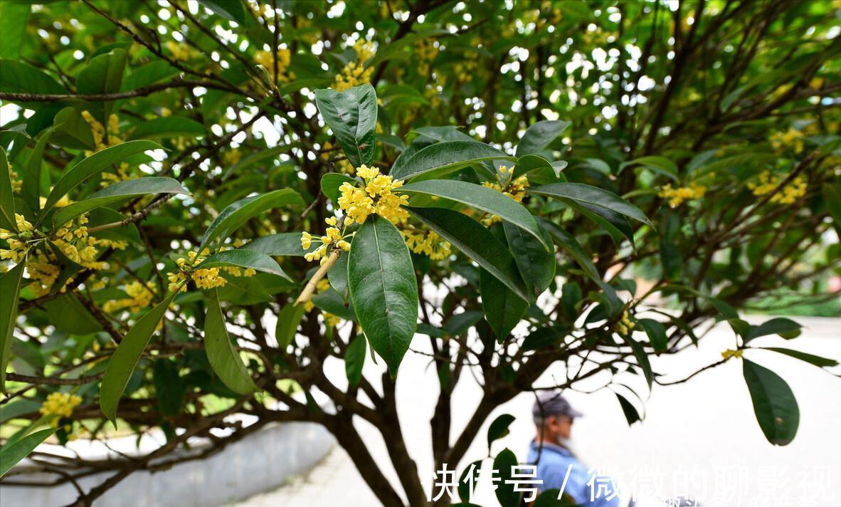 7种“旺宅树”，家有空地建议种一棵，能吃好看，旺财添福寓意好