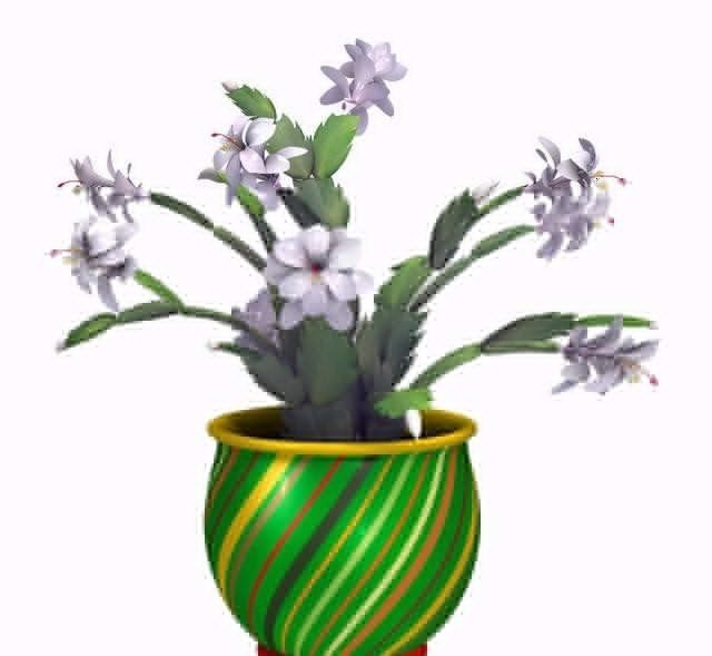 蟹爪兰花败后,做好5步处理法,没准还能再开一波!