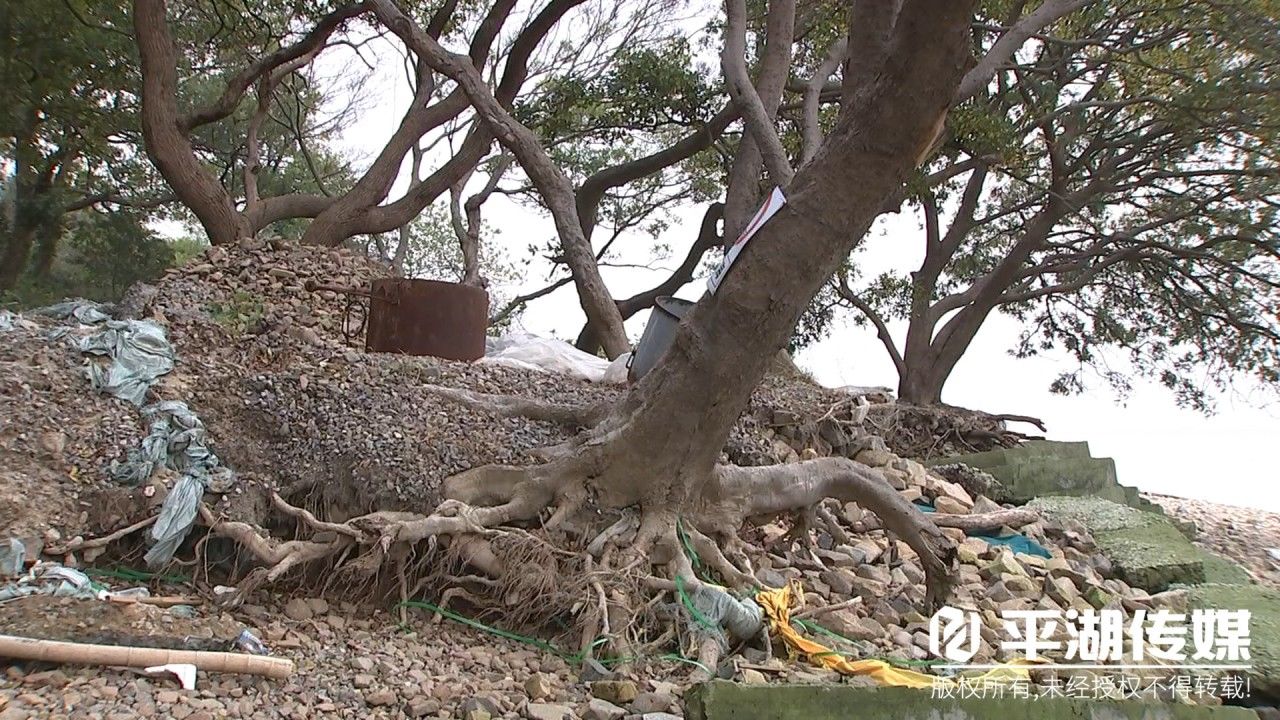 砾石滩|热门旅游打卡地！九龙山国家森林公园外蒲山生态修复工程启动了