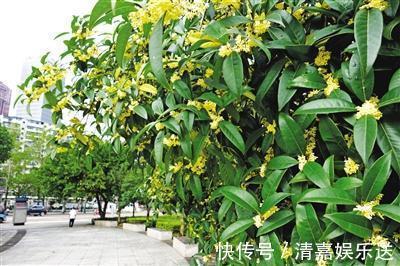 桂花|路边遇到4种花,别放过,掰个枝子长一盆!观叶赏花又好吃