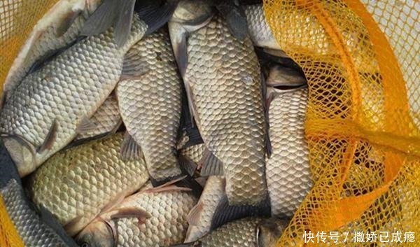 饵料|冬季钓鲫鱼,推荐几款自制拉饵,成本几块钱,比商品饵更好用