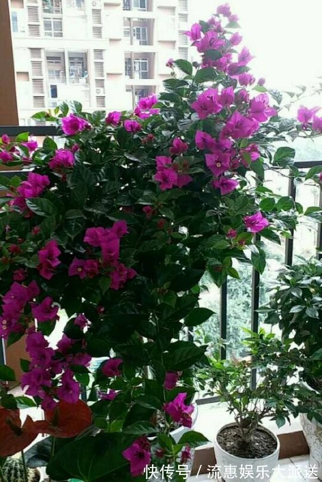 温湿度|封闭的阳台养花有妙招,养护一年的文竹怎么发新芽