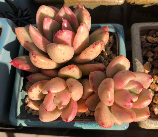 全面分析多肉植物黑腐的原因,清楚这些,不怕多肉养不活长不大