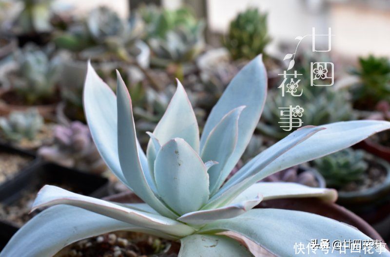 多肉植物|大神用水缸养多肉，两年养出“巨无霸”晚霞，肉友：比人脸还大