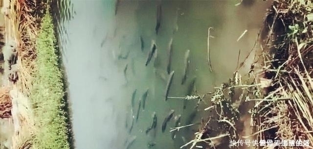 钓友|黑鱼泛滥成灾成群黑鱼聚集河湾产卵电鱼人不如我来来试试