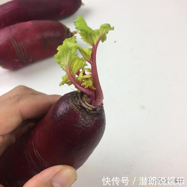 萝卜糠不糠,看尾巴就知道,记住这3个小窍门,萝卜水灵还甘甜