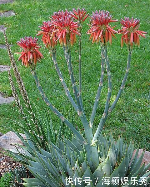 1盆芦荟1万2,你见过?一活就是50年,花友:值这个价格
