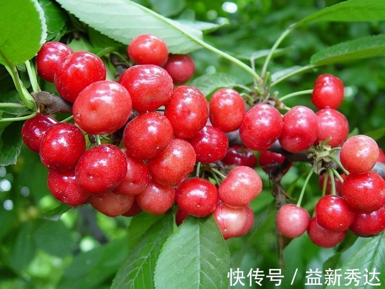 美容养颜|长寿老人爱吃3种食物，美容养颜、延缓衰老，身体棒棒哒！