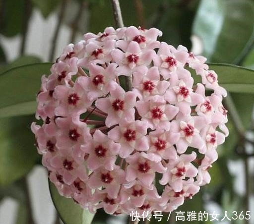 50种植物花语,不要再傻傻送错花了