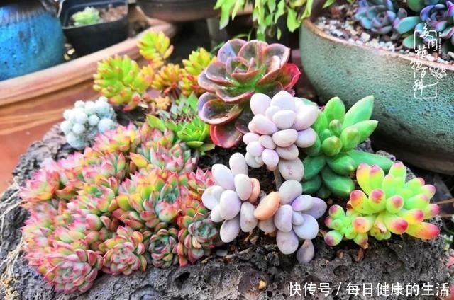 如何让多肉变美看看我是如何宠它们的!如何让多肉变美看看我是如何宠它们的!