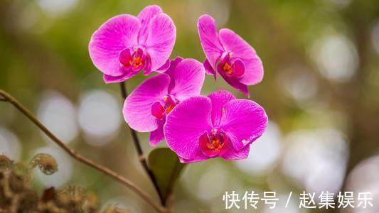 新入盆的兰花多久服盆,怎样判断是否成活