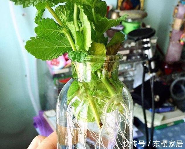 枝条|捡了一根枝条一粒种子,种出二十盆漂亮的花,根本不用花钱买花