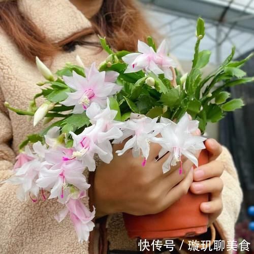 蟹爪兰|蟹爪兰开花小技巧，抓住几个重点，每片叶片都能冒花苞，花期还长