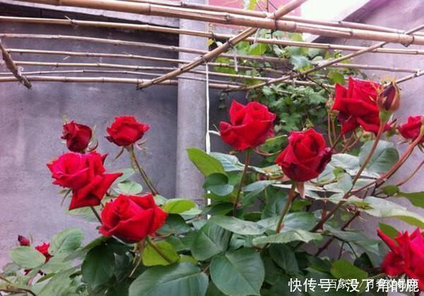 读书台|这10种红色月季漂亮喜庆，个个抗病好养，快收藏