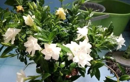 植物|养花养叶先养根掌握4个'壮根'小窍门,啥植物都能越养越好