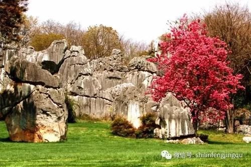 春光无限好，花艳景美岂能错过！