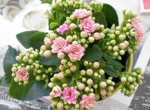 满枝|最厉害的养花营养液给长寿花喝一勺，猛长新叶，花开满枝