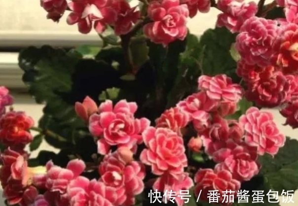 养殖|8种多肉皮实又好养,开花超级美丽,总有一种是你喜欢的