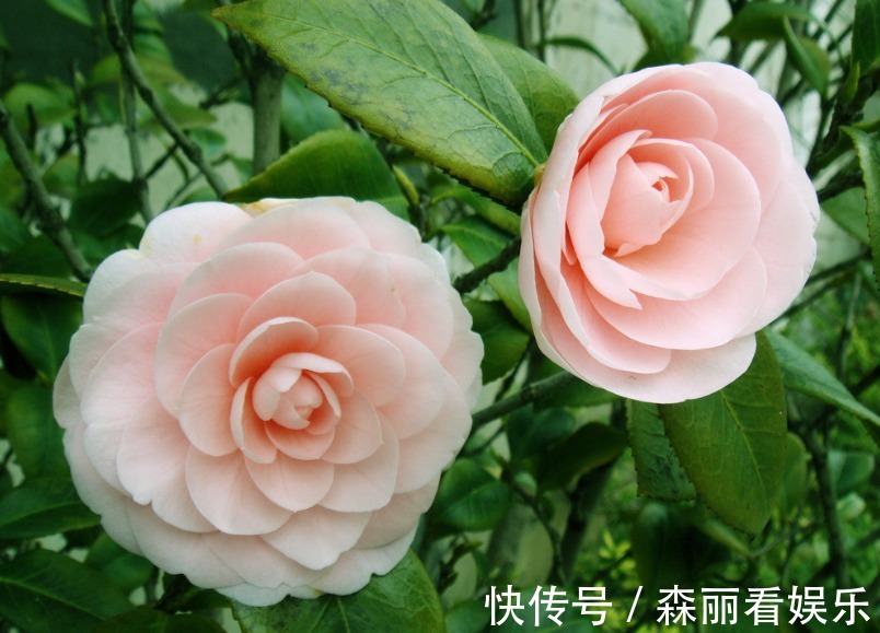 爆盆|2款适合新手种植的花，一养就爆盆，花大色艳，四季都开花，超美