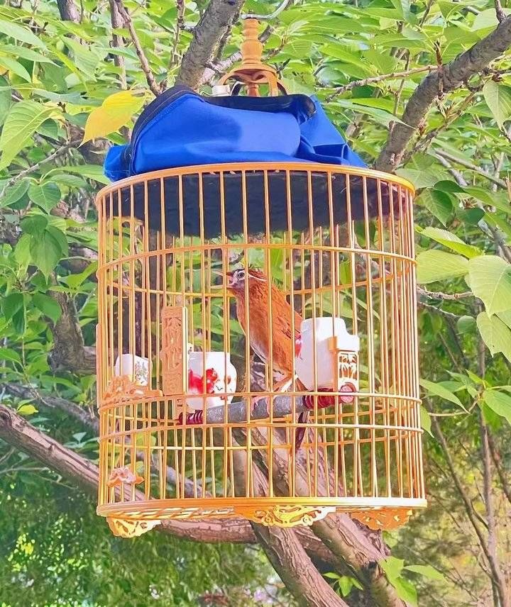 山東省散文學(xué)會(huì)|我要自由