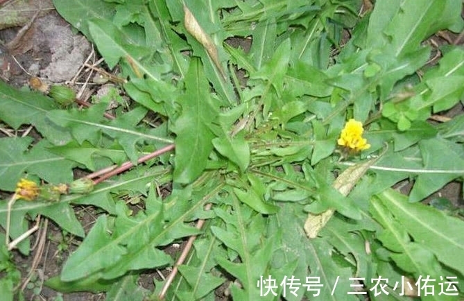 野菜|农村荒野这种比婆婆丁甜的野草，城里人大多不认识，有谁知道名字