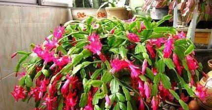 养花土太硬1种“液体”浇盆里！铲不动的土壤，10分钟后变松软