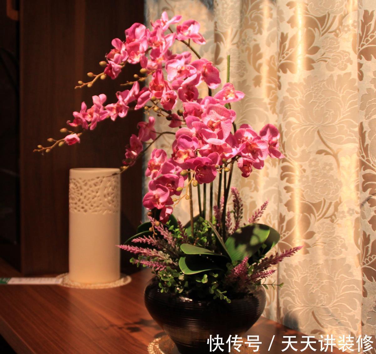 发财树|公认“不好养”的3种花，没有一定的养花经验，别贸然入手