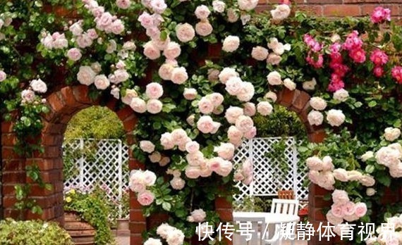 喜欢养花，先戒掉7个坏习惯，不然啥花也养不好，你占了几个？