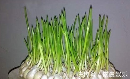 豆芽|生活中发现两种食物发芽后,大家一般都扔了,可真浪费