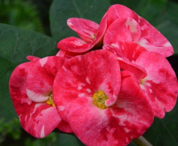 养花养个好看的,不仅开花好看,养护方法也不是很难