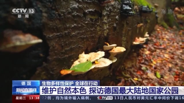 生物|维护自然本色 探访德国最大陆地国家公园