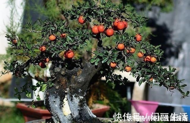 授粉|别再养发财树、金钱树了,此种树,山上“挖1棵”,养成老桩值钱!