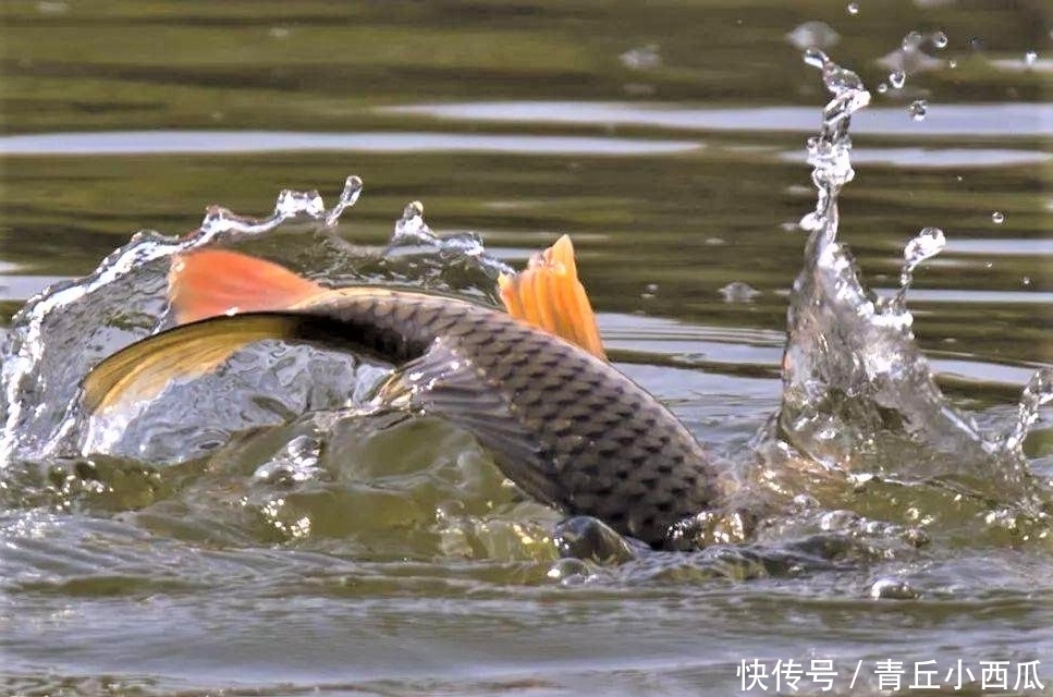 垂钓|调平水钓两目总是调不好？现在才明白，原来有两种调漂方式