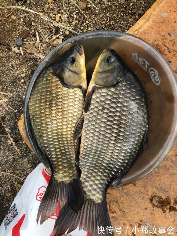 浅谈寒冬鲫鱼习性,摸准命脉渔获更多,确实不用太好技术