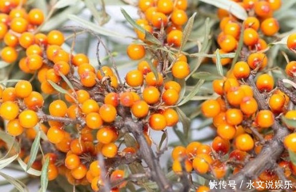 农民叫一种野果为“救命果”,吃一点防心脏病、能抗癌、治失眠!
