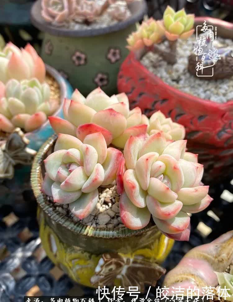 阳光露台多肉,天时地利人和!美肉知时节,当春乃发生!