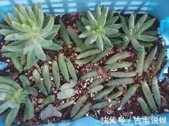 别人扔的多肉，他非要捡，最后照样也能养爆盆！