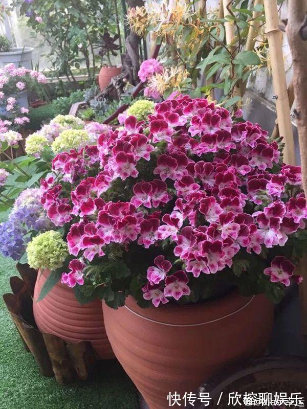 9月给天竺葵剪个短发,过冬前就能窜叶子,明年春天开成大花球!