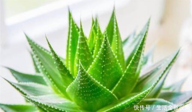 家中养芦荟,做好这“3点”后,新芽蹭蹭往外冒,叶子爆盆观赏强!