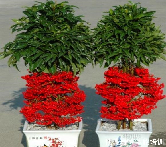 过年买花就选这“4种”,花名自带“鸿运”,寓意“好运连连”!