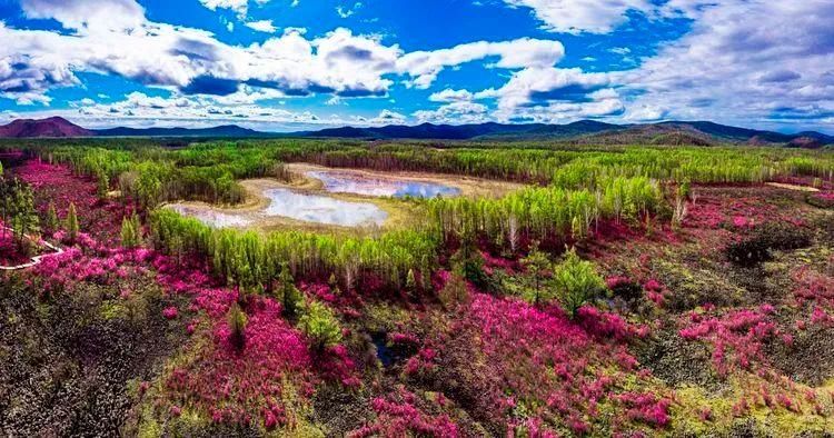 杜鹃湖畔毕拉河 醉红簇簇惹春风|美图 | 醉红簇簇惹春风