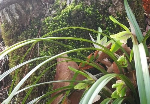 营养土的自制方法，兰友说：这样就简单了，明天开始做