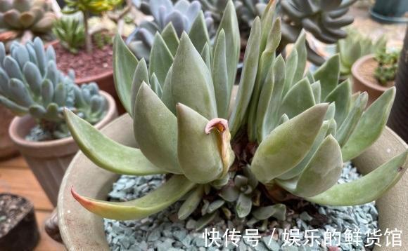 仙女杯|养多肉,发根速度慢,种之前先修根,不要带土上盆栽种