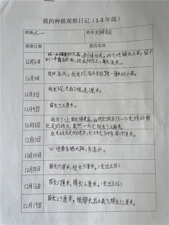 大蒜|坊子区前宁小学劳动教育之蒜苗成长记